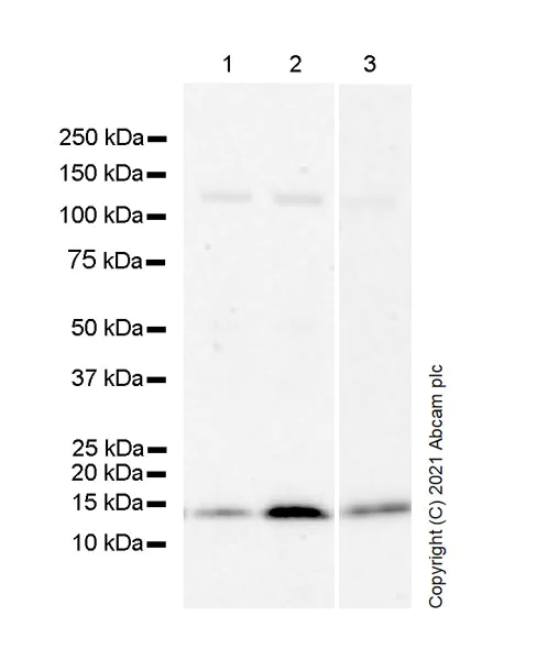 Western blot - Anti-Cellubrevin antibody [EPR25065-16] (AB283312)
