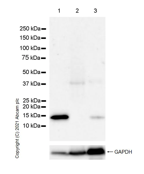 Western blot - Anti-Cellubrevin antibody [EPR25065-16] (AB283312)