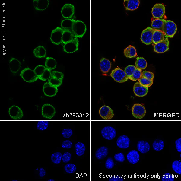 Immunocytochemistry/ Immunofluorescence - Anti-Cellubrevin antibody [EPR25065-16] - BSA and Azide free (AB283332)
