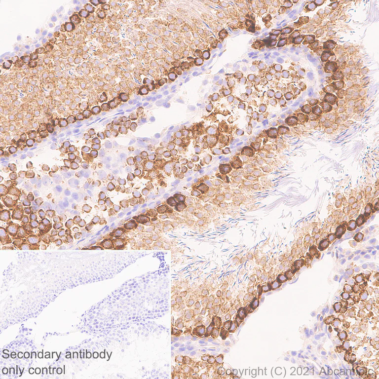 Immunohistochemistry (Formalin/PFA-fixed paraffin-embedded sections) - Anti-Cellubrevin antibody [EPR25065-16] - BSA and Azide free (AB283332)