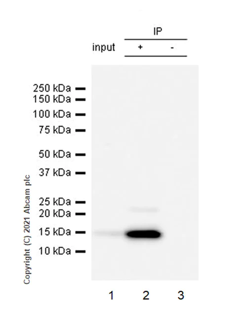 Immunoprecipitation - Anti-Cellubrevin antibody [EPR25065-16] - BSA and Azide free (AB283332)