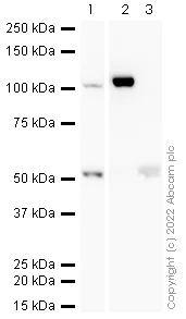 Western blot - Anti-Cellular Apoptosis Susceptibility/CSE1L antibody [EPR10327(B)] (AB151546)