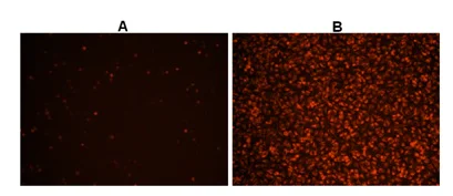 Functional Studies - Cellular ROS Assay Kit (Deep Red) (AB186029)