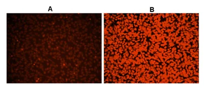 Functional Studies - Cellular ROS Assay Kit (Orange) (AB186028)