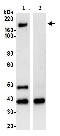 Immunoprecipitation - Anti-CELSR1 antibody (AB225889)