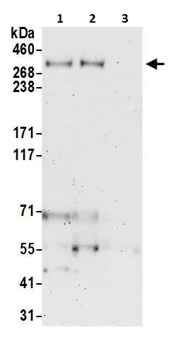 Western blot - Anti-CELSR1 antibody (AB225889)