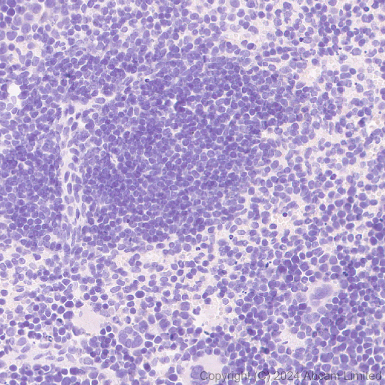 Immunohistochemistry (Formalin/PFA-fixed paraffin-embedded sections) - Anti-CELSR1 antibody [EPR26770-192] - BSA and Azide free (AB322044)