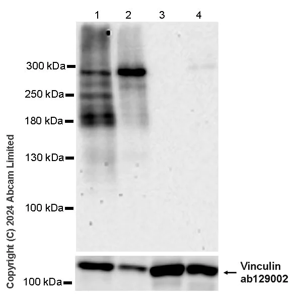 Western blot - Anti-CELSR1 antibody [EPR26770-192] - BSA and Azide free (AB322044)