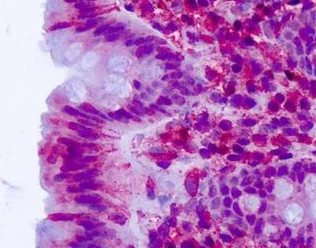 Immunohistochemistry (Formalin/PFA-fixed paraffin-embedded sections) - Anti-CELSR2 antibody - N-terminal (AB189045)