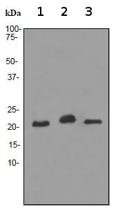 Western blot - Anti-CEND1 antibody [EPR3738] (AB92318)