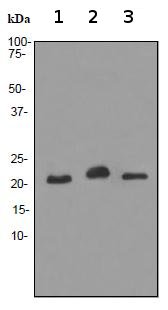 Western blot - Anti-CEND1 antibody [EPR3738] - BSA and Azide free (AB247541), expandable thumbnail