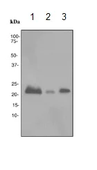 Western blot - Anti-CEND1 antibody [EPR3739] - BSA and Azide free (AB247948)