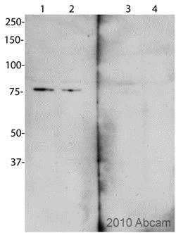 Western blot - Anti-Cenexin1/ODF2 antibody (AB43840)