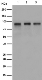 Western blot - Anti-Cenexin1/ODF2 antibody [EPR13561] (AB186412), expandable thumbnail