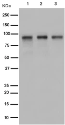 Western blot - Anti-Cenexin1/ODF2 antibody [EPR13561] - BSA and Azide free (AB250874)