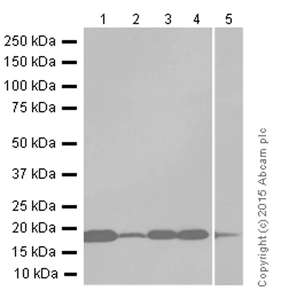 Western blot - Anti-CENPA antibody [EP800Y] - Centromere Marker (AB45694)