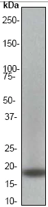 Western blot - Anti-CENPA antibody [EP800Y] - Centromere Marker (AB45694)