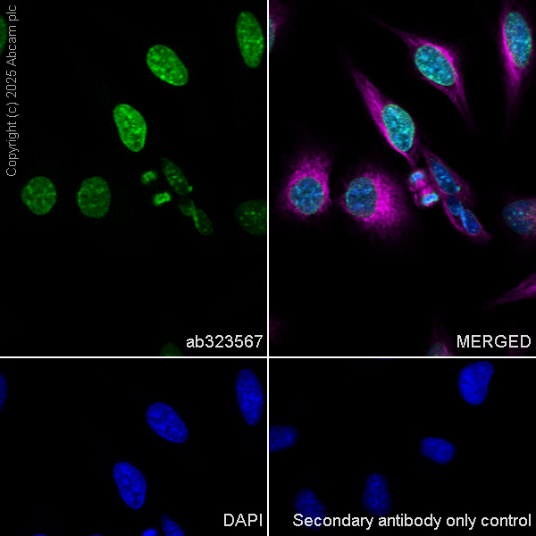Immunocytochemistry/ Immunofluorescence - Anti-CENPA antibody [EPR26697-213] (AB323567), expandable thumbnail