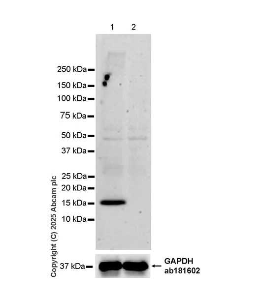 Western blot - Anti-CENPA antibody [EPR26697-213] (AB323567)