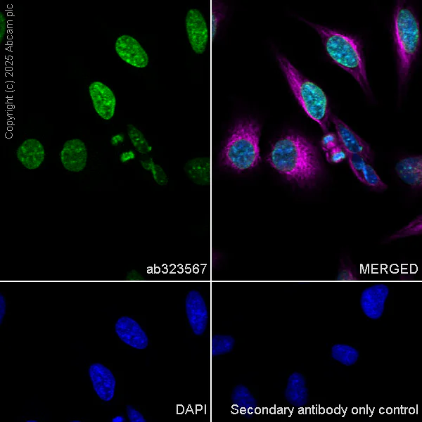 Immunocytochemistry/ Immunofluorescence - Anti-CENPA antibody [EPR26697-213] - BSA and Azide free (AB326608)