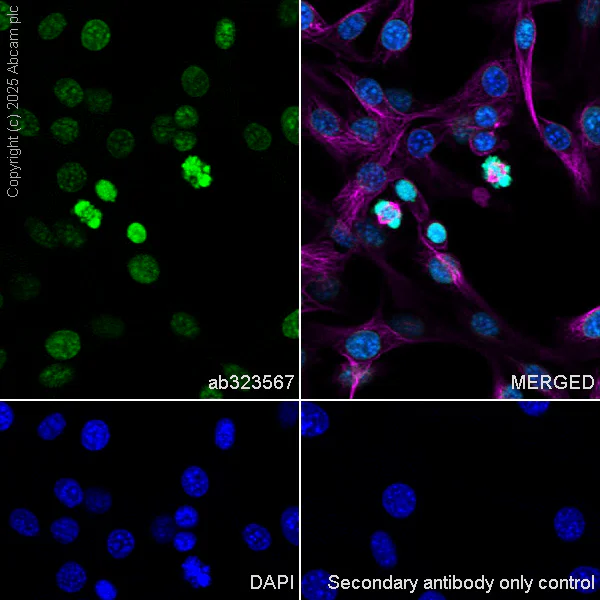 Immunocytochemistry/ Immunofluorescence - Anti-CENPA antibody [EPR26697-213] - BSA and Azide free (AB326608)