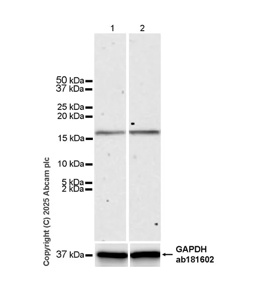 Western blot - Anti-CENPA antibody [EPR26697-213] - BSA and Azide free (AB326608)
