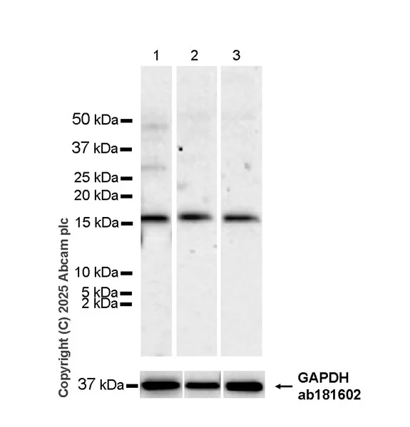 Western blot - Anti-CENPA antibody [EPR26697-213] - BSA and Azide free (AB326608)