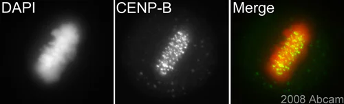 Immunocytochemistry - Anti-CENPB antibody (AB25734)