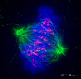Immunocytochemistry/ Immunofluorescence - Anti-CENPB antibody (AB25734)