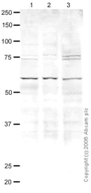 Western blot - Anti-CENPB antibody (AB25734)