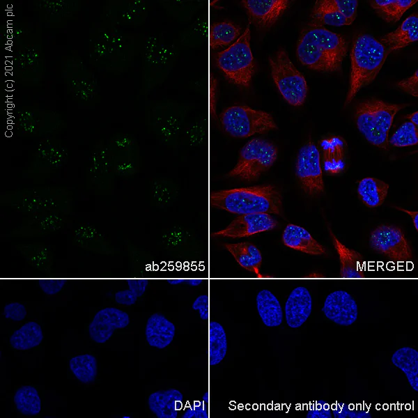 Immunocytochemistry/ Immunofluorescence - Anti-CENPB antibody [EPR24047-64] (AB259855)