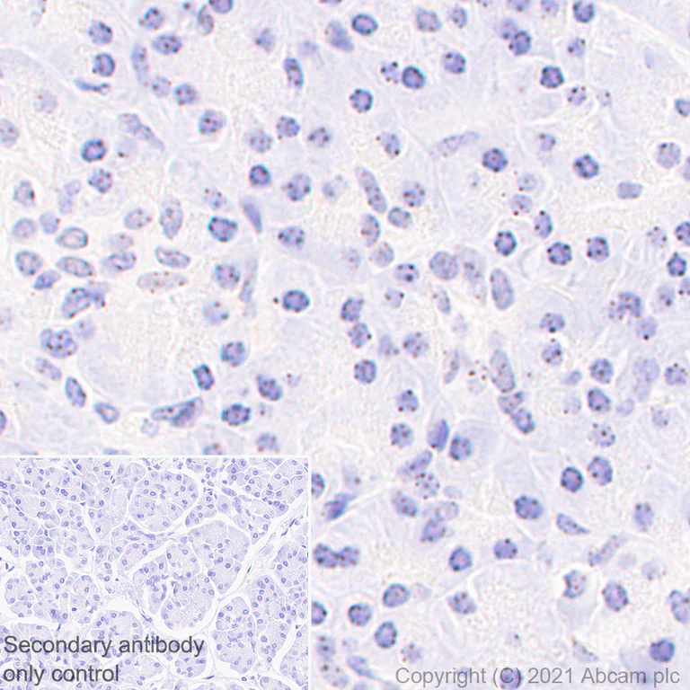 Immunohistochemistry (Formalin/PFA-fixed paraffin-embedded sections) - Anti-CENPB antibody [EPR24047-64] (AB259855)