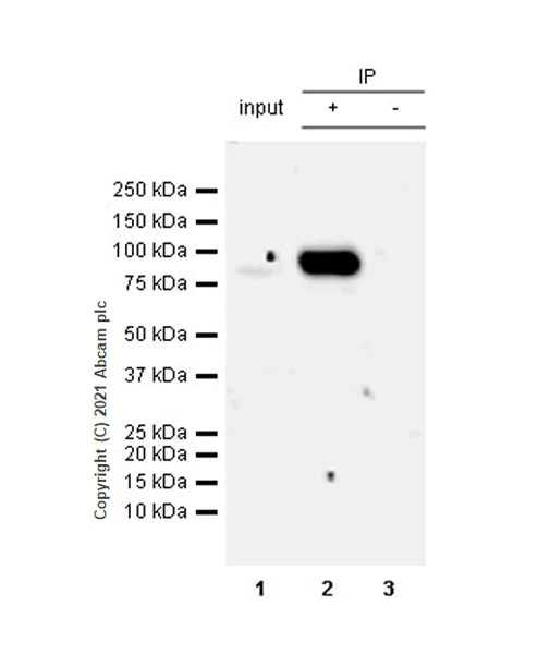 Immunoprecipitation - Anti-CENPB antibody [EPR24047-64] (AB259855)