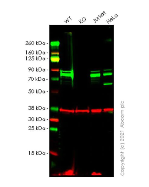 Western blot - Anti-CENPB antibody [EPR24047-64] (AB259855)