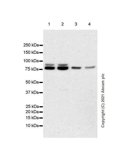 Western blot - Anti-CENPB antibody [EPR24047-64] (AB259855)