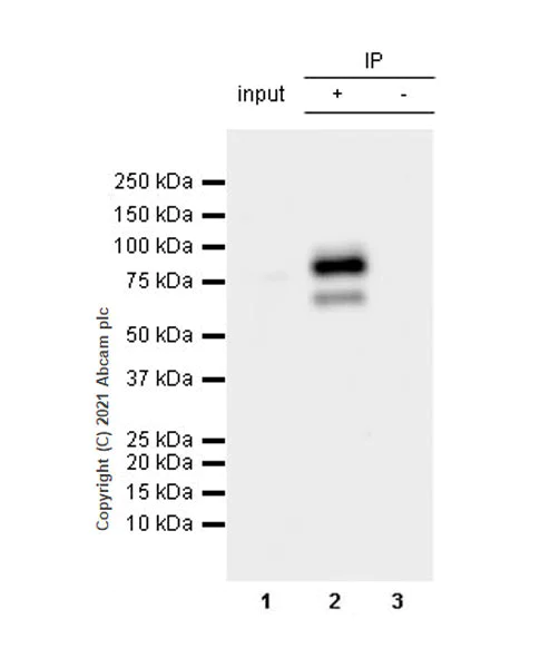 Immunoprecipitation - Anti-CENPB antibody [EPR24047-64] - BSA and Azide free (AB284394)