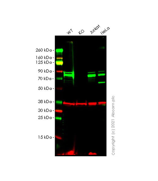 Western blot - Anti-CENPB antibody [EPR24047-64] - BSA and Azide free (AB284394)