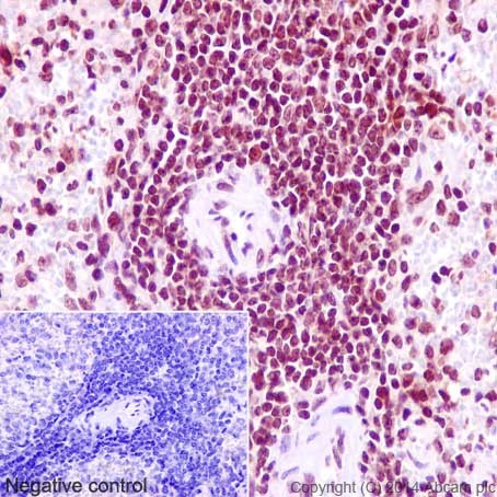 Immunohistochemistry (Formalin/PFA-fixed paraffin-embedded sections) - Anti-CENPC antibody [EPR15939] (AB193666)