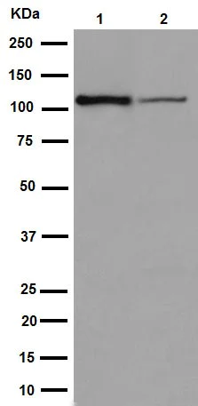 Western blot - Anti-CENPC antibody [EPR15939] (AB193666)