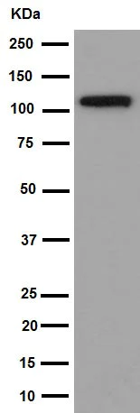 Western blot - Anti-CENPC antibody [EPR15939] (AB193666)