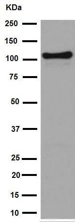 Western blot - Anti-CENPC antibody [EPR15939] (AB193666)