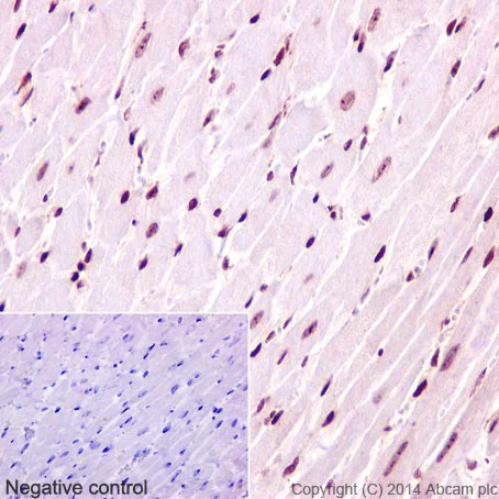 Immunohistochemistry (Formalin/PFA-fixed paraffin-embedded sections) - Anti-CENPC antibody [EPR15939] - BSA and Azide free (AB232614)