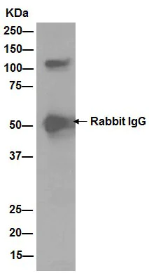 Immunoprecipitation - Anti-CENPC antibody [EPR15939] - BSA and Azide free (AB232614)