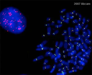 Immunocytochemistry/ Immunofluorescence - Anti-CENPE antibody [1H12] (AB5093)