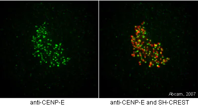 Immunocytochemistry/ Immunofluorescence - Anti-CENPE antibody [1H12] (AB5093)