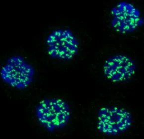 Immunocytochemistry/ Immunofluorescence - Anti-CENPE antibody [1H12] (AB5093)