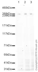 Western blot - Anti-CENPE antibody [1H12] (AB5093)
