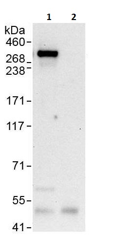 Immunoprecipitation - Anti-CENPE antibody (AB264252)
