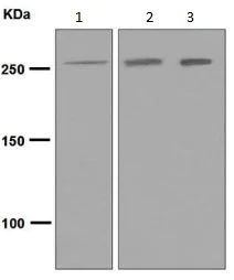 Western blot - Anti-CENPE antibody [EPR4542(2)] (AB133583)
