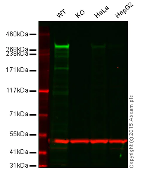 Western blot - Anti-CENPE antibody [EPR4542(2)] - BSA and Azide free (AB248563)